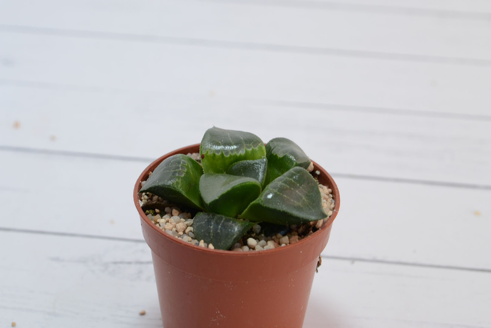 Haworthia Comptoniana hyb (Хавортия) (SCT29232)
