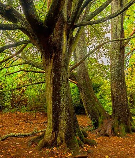 Ароматический диффузор Замковая роза, Bago home