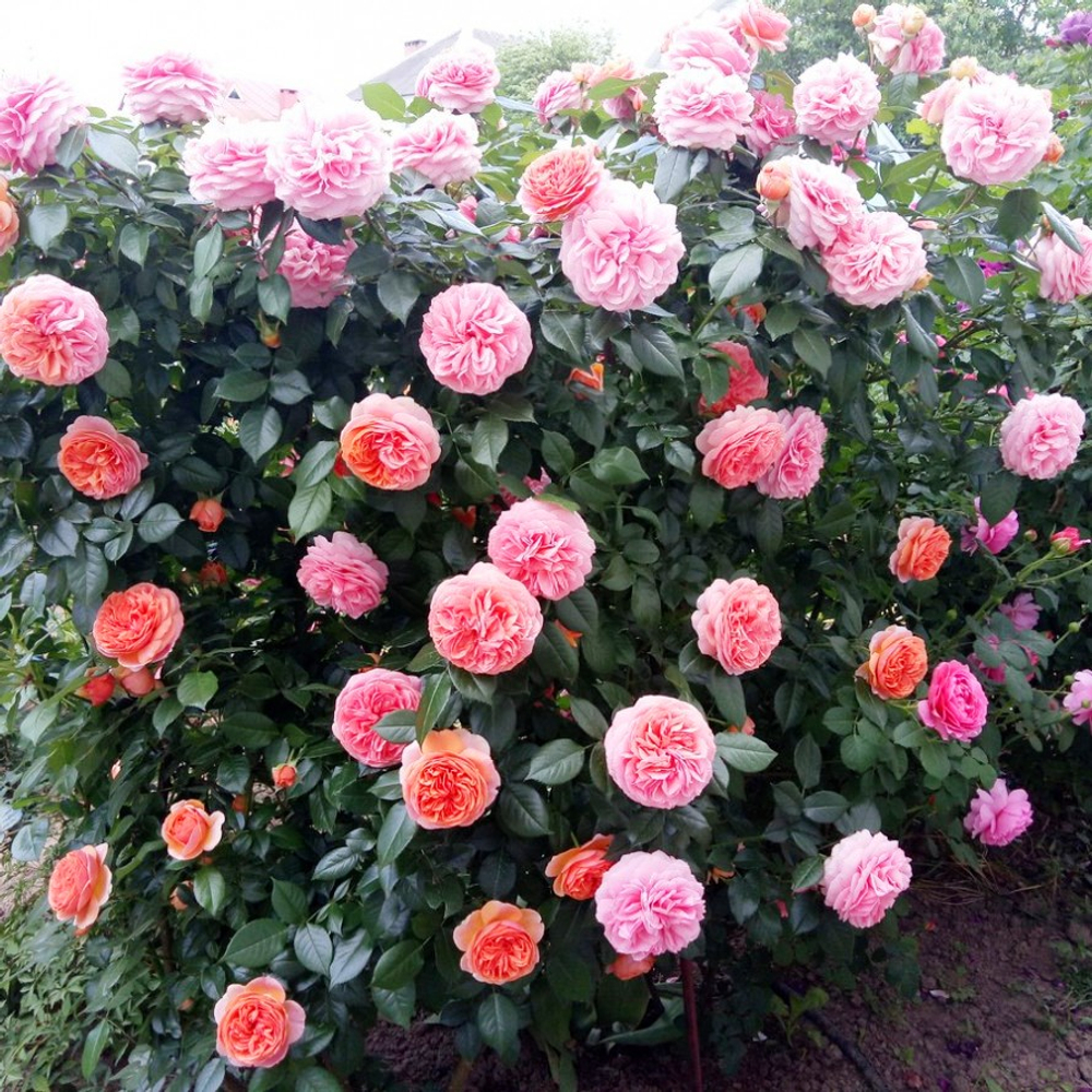 Роза Чиппендейл (шраб)