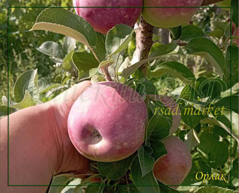 Яблоня Орлик