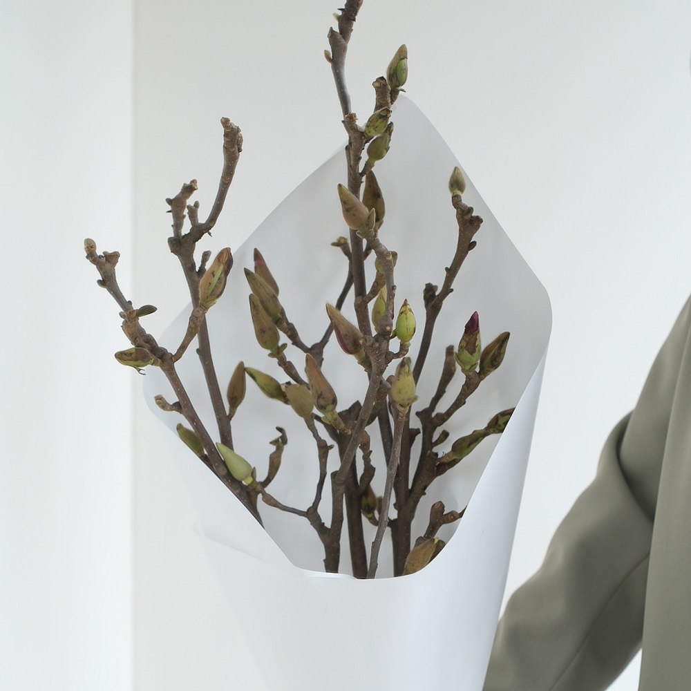 Ветки Магнолии