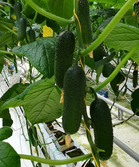 Баварец F1 семена огурца партенокарпического (Гавриш) – фото 3