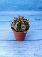 Gymnocalycium Friedrichii (Гимнокалициум)