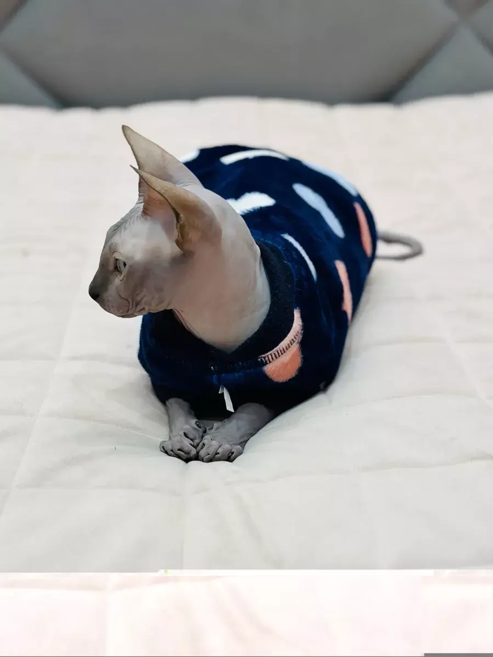 Одежда свитер для сфинксов кошек