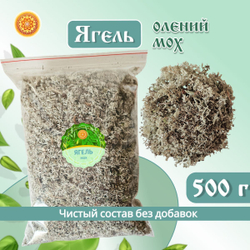 Ягель мох. Кладония.