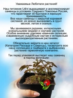 Астильба Бургунди Ред