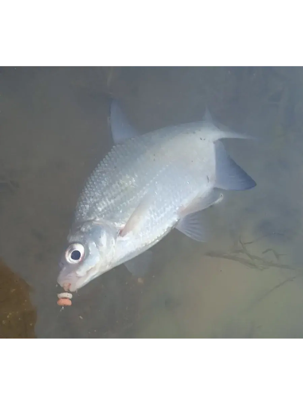 Наживка "Пылящие колечки"