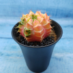 Gymnocalycium Variegata (Гимнокалициум Вариегатный)