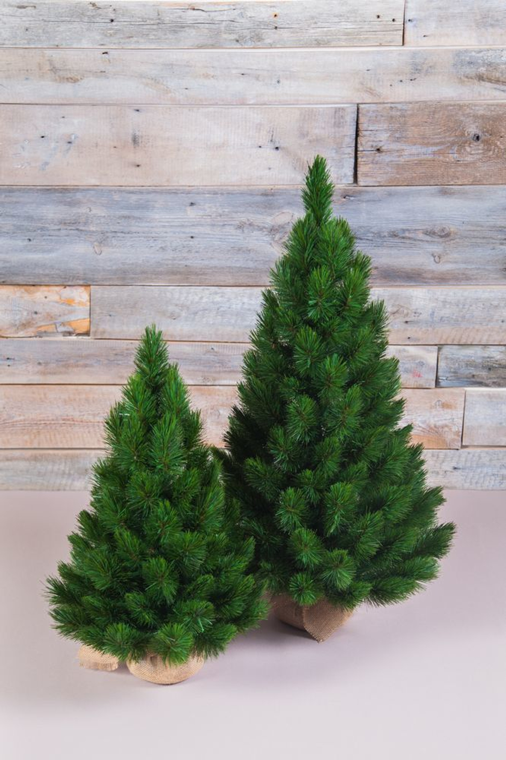 Ель Норд  60см в мешочке зеленая Triumph Tree