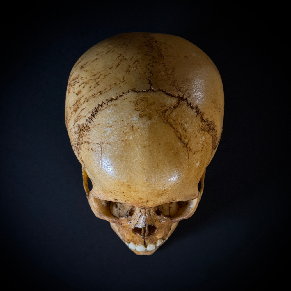 Череп человека ребёнок (анатомическая модель)