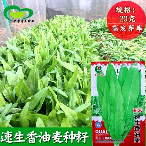 А Чой - Тайваньский Мечелистный Салат Yu Mai Tsai 油麦菜