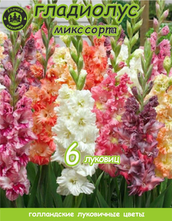 Гладиолус Луковица, Микс сортов, 6 шт