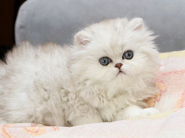 Как ухаживать за персидским котенком