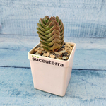 Crassula Buddha Temple (Крассула Храм Будды)