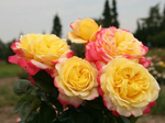 РОЗА КОРДЭС ДЖУБЕЛИ
