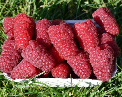 Малина летняя сорт Пшехиба