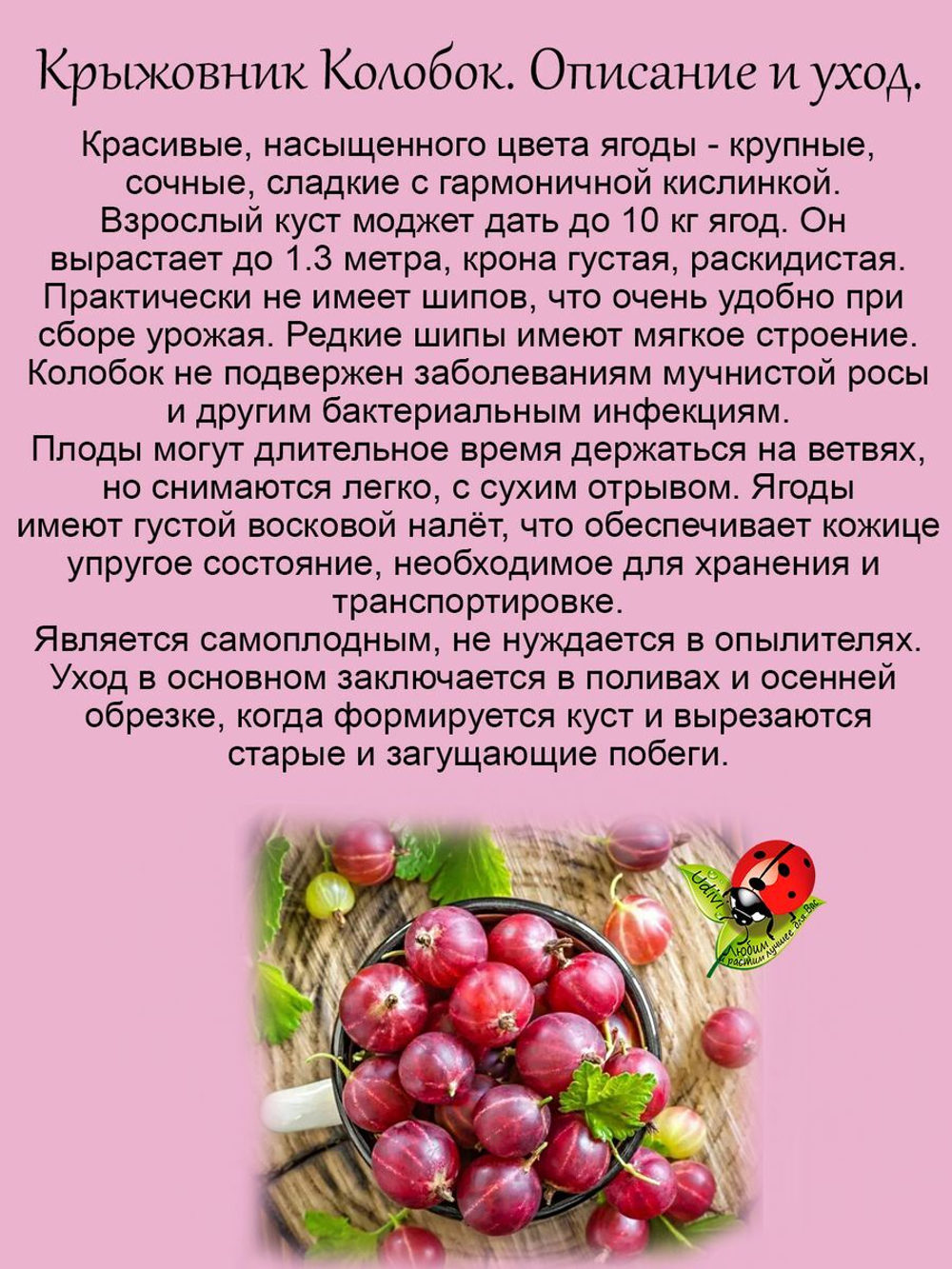 Крыжовник Колобок красный