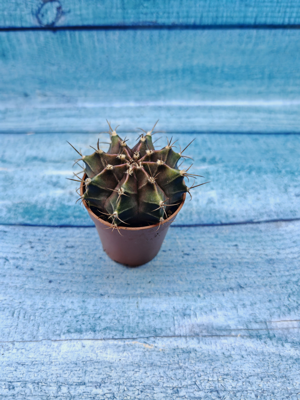 Gymnocalycium Friedrichii (Гимнокалициум)