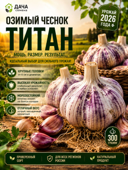 Чеснок озимый Титан 300 г, семенной, посадочный материал, крупные зубки