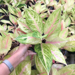 Аглаонема SAILOR MOON