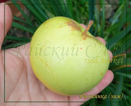 Яблоня Россиянка