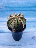 Gymnocalycium T-Rex Pink hybride (Гимнокалициум T-rex)