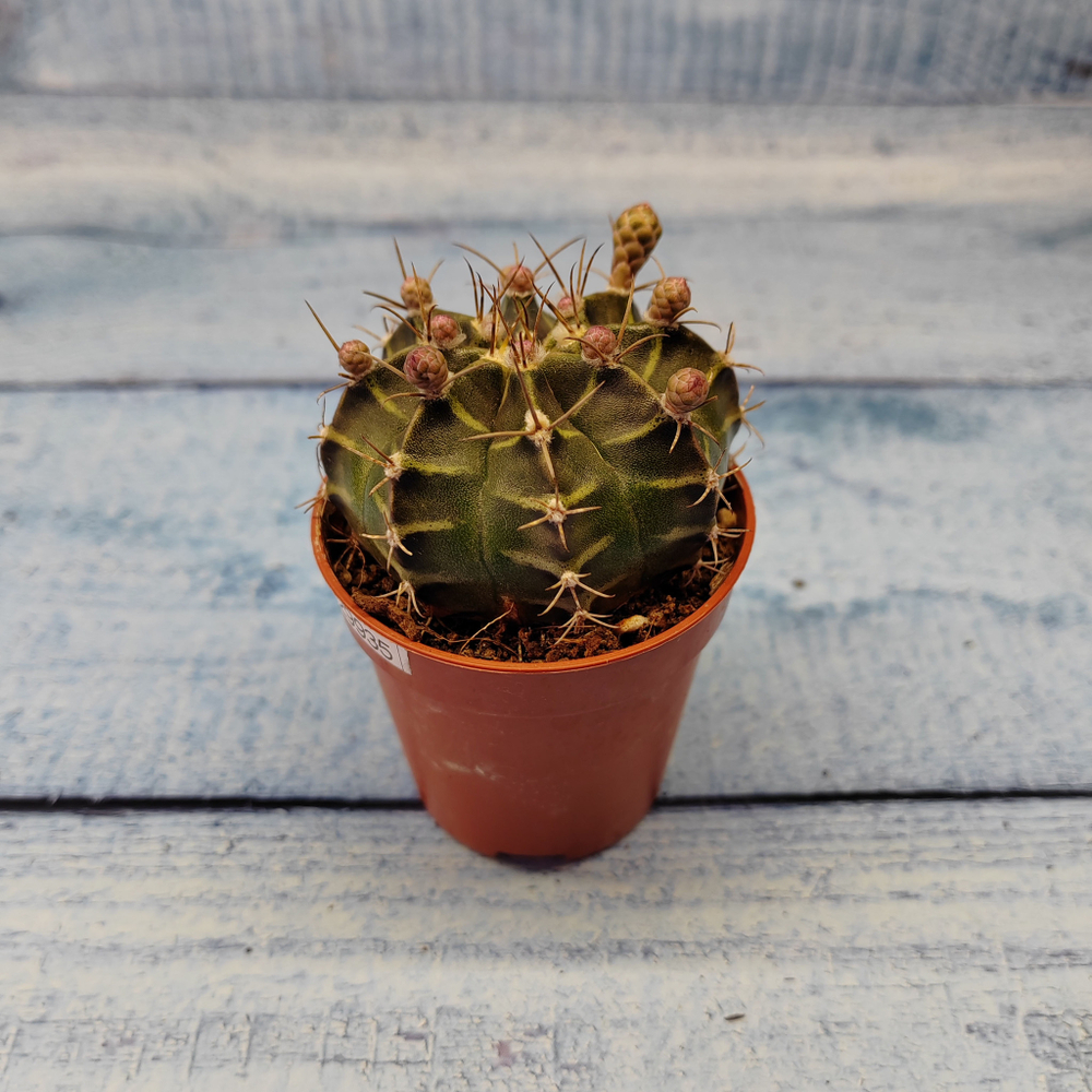 Gymnocalycium Friedrichii (Гимнокалициум)