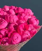 Пионы в фамеране