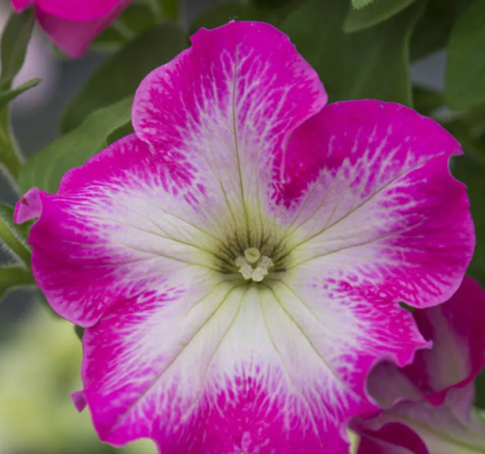 ЕВРО Петуния Fanfare Rose Morn укорененный черенок ОКС февраль 26 Florensis