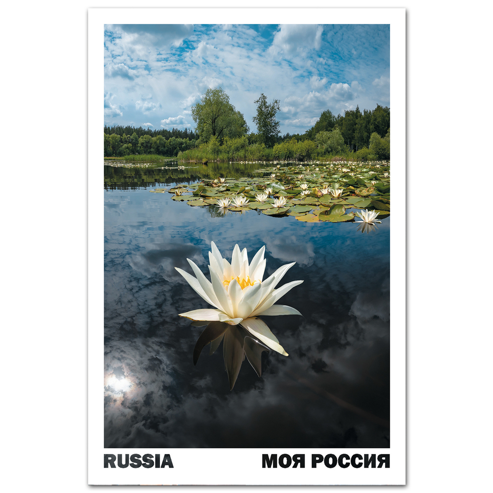 В царстве белой кувшинки. Белгородская область