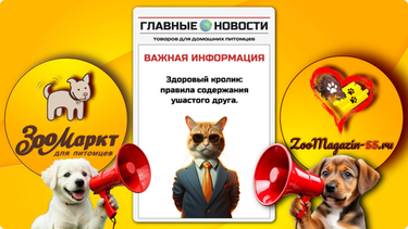 Здоровый кролик: правила содержания ушастого друга.