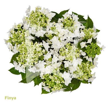 Гортензия крупнолистная (Macrophylla) Finya 9 шт.