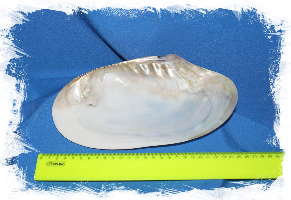 Жемчужница Петушиный Гребень (одна створка)