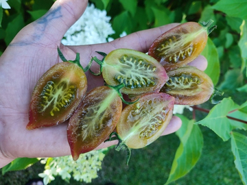 Конфеты сладкие сосульки (Candy's sweet icicles) сорт томата