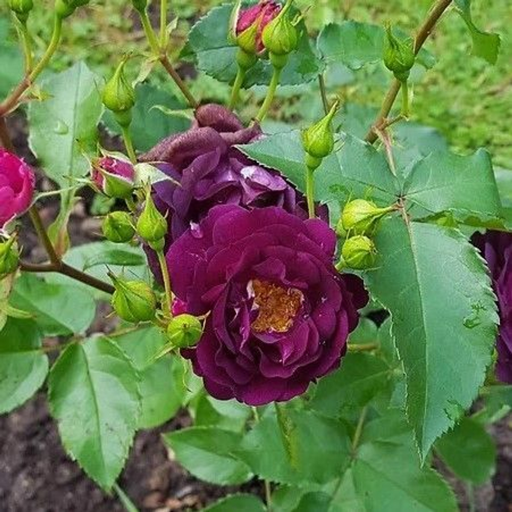 Роза Миднайт Блю шраб, кустовая саженец с ОКС