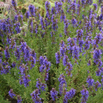 Иссоп лекарственный С5