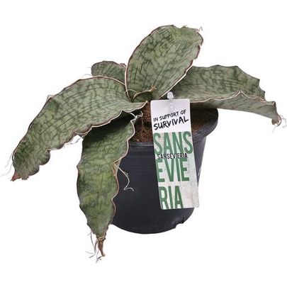 Купить живые суккуленты 🌵 Интернет-магазин суккулентов EnjoyPlants