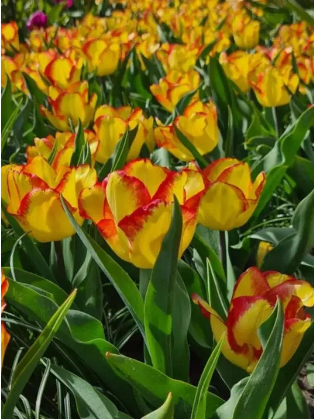 Тюльпаны Ghost Town 4 шт, набор луковиц