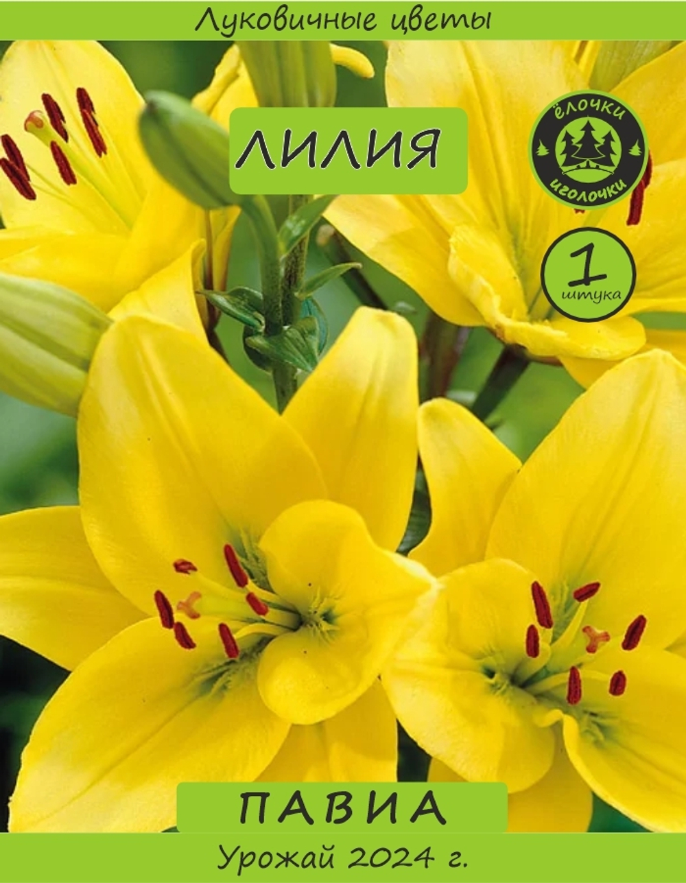 Лилия Луковица, Павиа, 1 шт