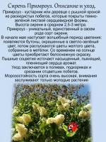 Сирень Примроуз жёлтая