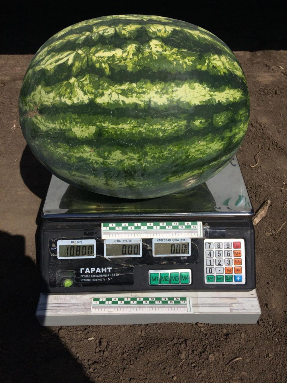 Сармат F1 семена арбуза (Sakata / Саката)