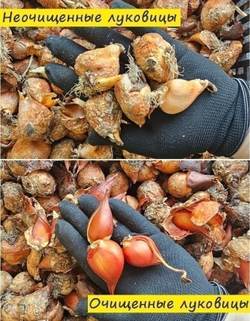 Тюльпан Луковица, Кашарель, 3+ шт
