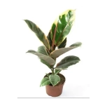 Фикус Эластика (MIX)