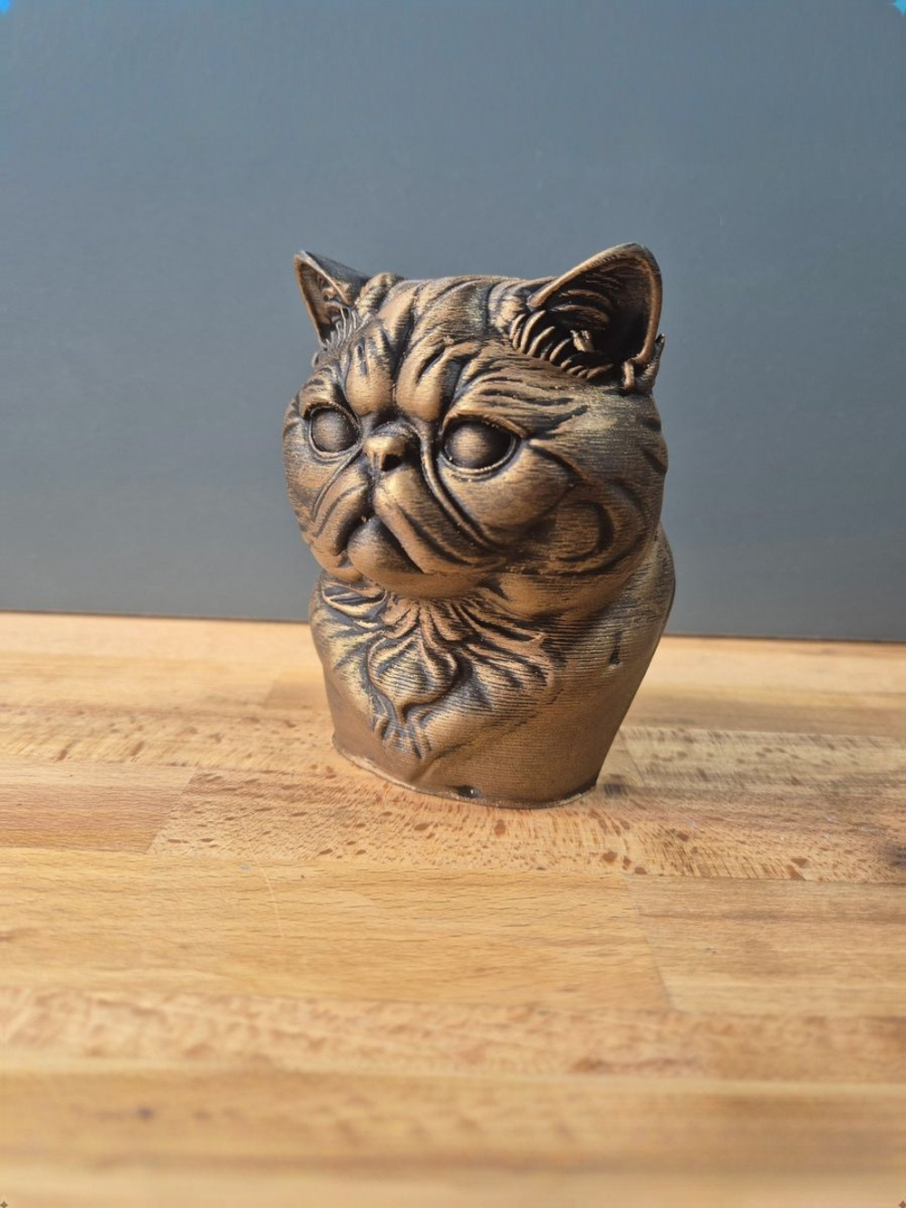 Экзотическая короткошерстная кошка