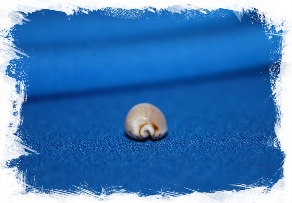 Ципрея контамината (Palmadusta contaminata)