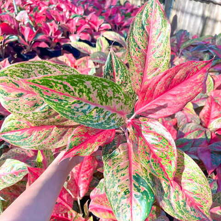 Аглаонема NEW HYBRID N14