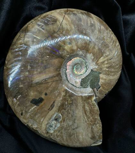 Аммонит (Цельный большой)