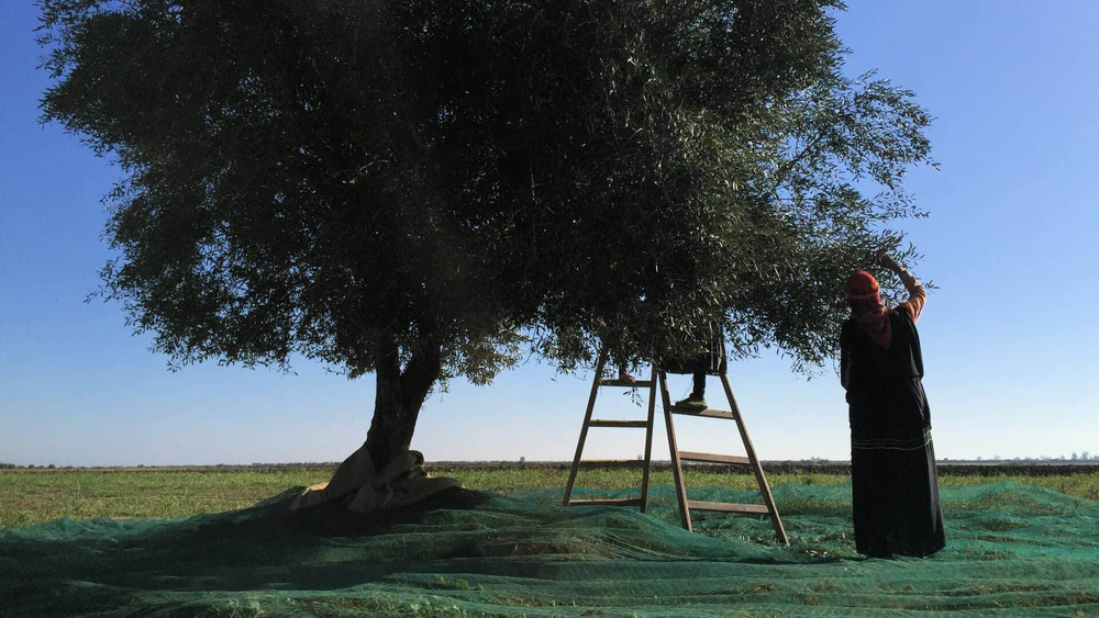 Оливковое масло OLIFO "2500 Yеars of Tradition Origins" Extra Virgin, нерафинированное, 0,5л, Тунис