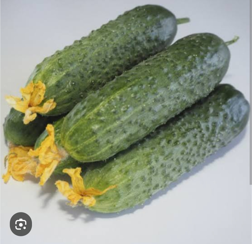 Аякс F1 1000 семян