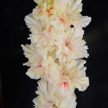 Гладиолус крупноцветковый Днем с Огнем